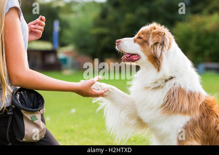 Australian Shepherd Hund gibt einer Mädchen die Pfote Stockfoto