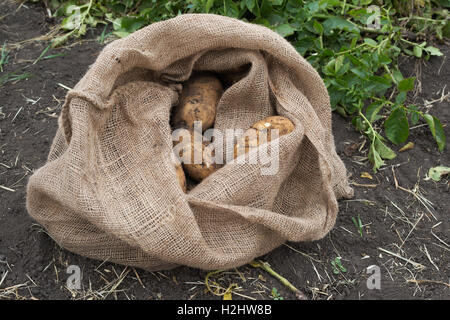 Sackleinen von frisch geernteten Kartoffeln im Schmutz am Ende des Sommers Stockfoto