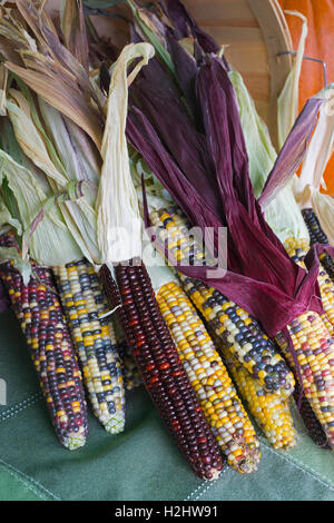 Indischer Mais (Calico-Mais, Feuerstein-Mais) mit verschiedenen Farben auf dem Hillhurst Sunnyside Farmers Market, Calgary, Kanada Stockfoto