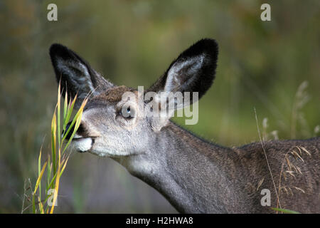 Maultierhirsche (Odocoileus hemionus) grasen im Prärierasen Stockfoto