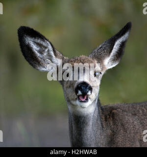 Maultier Hirsch (Odocoileus hemionus) in Wildlife Sanctuary Stockfoto