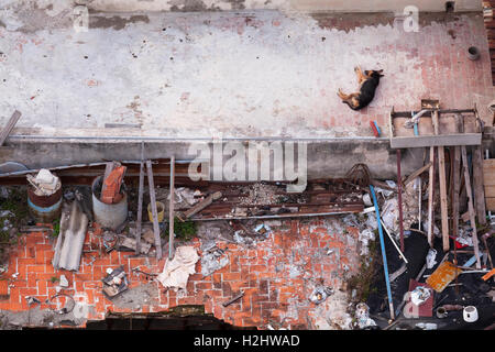 Ein Deutscher Schäferhund "Canis Lupus Familiaris" Festlegung auf einem Hausdach in Zentral-Havanna, Kuba. Stockfoto