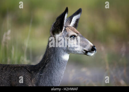 Maultier Hirsch (Odocoileus hemionus) in Wildlife Sanctuary Stockfoto