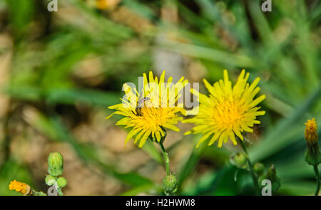 Die Biene Wert sammeln Pollen aus gelbe Blume. Stockfoto