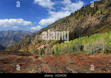 Espe Bäume in Herbstfarben, Utah Stockfoto
