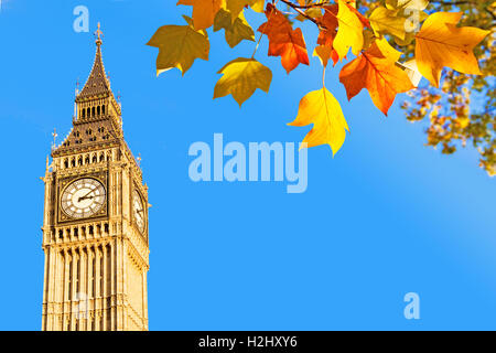 Big Ben und herbstliche Blätter, London, UK Stockfoto