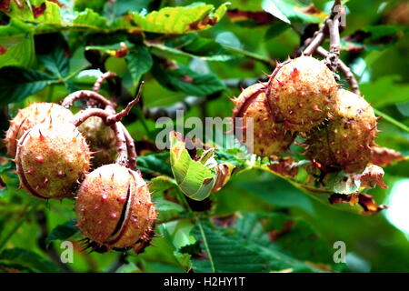 Reife Conkers auf Rosskastanie Baum. Stockfoto