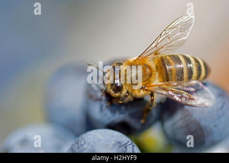 Biene auf Trauben hautnah. Honigbiene saugt Nektar aus lila Trauben Makro. Stockfoto