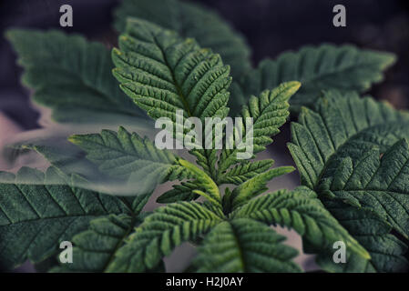 Cannabis Pflanzen Blatt Detail Gewächshausansaat mit Rauch im Hintergrund Stockfoto