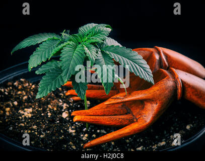 Kleine (Cannabis) Marihuanapflanze wächst in einem Topf mit hölzernen Hände Stockfoto