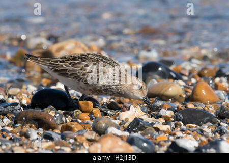 Alpenstrandläufer Calidris Alpina. Fütterung auf Shorline auf Schindel spucken am Hafen von Pagahm, Sussex. VEREINIGTES KÖNIGREICH. August Stockfoto