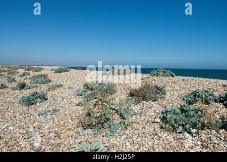 Meerkohl Crambe Maritima wachsen auf Pagham Hafen Schindel spucken. August. Sussex. VEREINIGTES KÖNIGREICH. Blick aus Meer Stockfoto