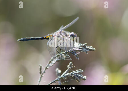 Black Darter [Sympetrum Danae] männliche Libelle. Sussex. VEREINIGTES KÖNIGREICH. Ruht auf Heidekraut Zweig. August Stockfoto