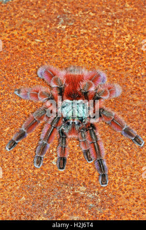 Die Antillen Pinktoe tarantula (Caribena versicolor) Weibchen Stockfoto