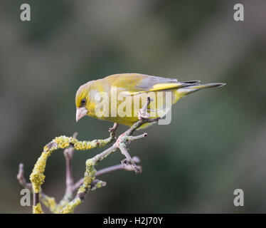 Männliche Grünfink Zuchtjahr Chloris auf einem Ast in Wales/Shropshire Grenzen, Winter, Winter 2016 Stockfoto