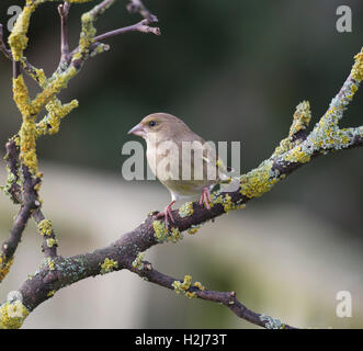 Weibliche Grünfink Zuchtjahr Chloris auf einem Ast im Winter, Wales/Shropshire Grenzen Stockfoto