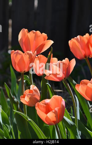 Aprikose Eindruck Darwin Tulpen, Hintergrundbeleuchtung von der Sonne Stockfoto