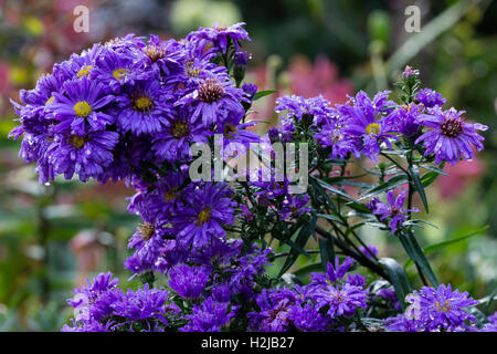 Regen Sie gefleckte blaue Blüten der Herbst blühenden Bergaster, Symphyotrichum Novi-Belgii 'Marie Ballard' Stockfoto