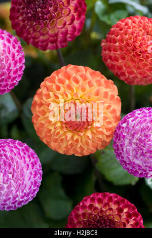 Gemischte Pom Pom Dahlien auf dem Display. Stockfoto