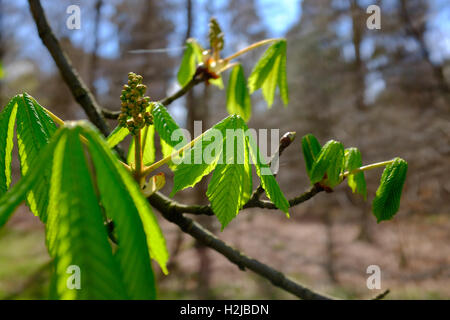 Junge Pferde Kastanie Blätter und Blüten Stockfoto