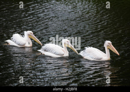 London, UK. 27. September 2016. Drei Pelikane auf St James Park-See. Stockfoto