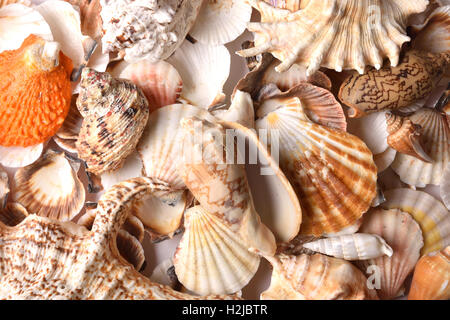 Group of seashells stacked on top view. Different textures and colors of shells Stockfoto
