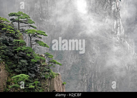 Huangshan Kiefern hängen über die Klippen am Huangshan Nationalpark in Anhui, China. Stockfoto