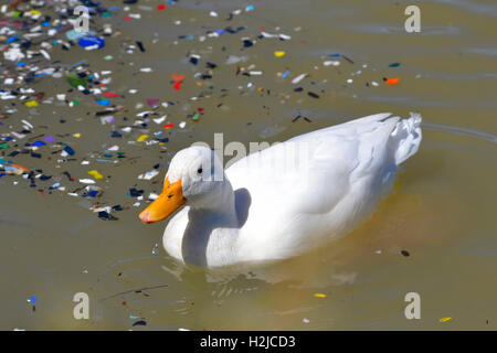 Eine weiße Pekin Ente (Anas peking) schwimmt auf einem Damm mit Papierkorb in Vierlanden, Durbanville, Western Province, Südafrika Stockfoto