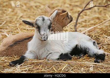 Zwei junge Ziegen (Capra Aegagrus Hircus) liegen Rücken an Rücken Stockfoto