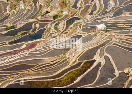 Eine kleine Hütte liegt in der Mitte eine weite Reisterrassen in YuanYang, YunNan Provinz, China Stockfoto
