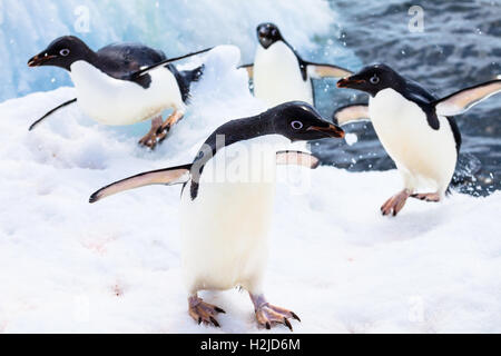 Mehreren Adelie-Pinguine, wieder aus dem Wasser springt heraus auf den Schnee, Antarktis Stockfoto