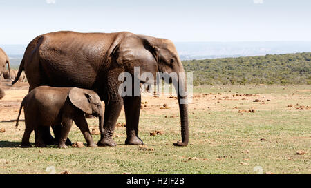 Baby-Elefant zu Fuß mit seiner Mutter nach dem Baden am Wasserloch. Stockfoto