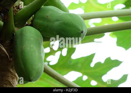 Papaya-Früchte in ihrer Struktur auf Koh Samui Stockfoto