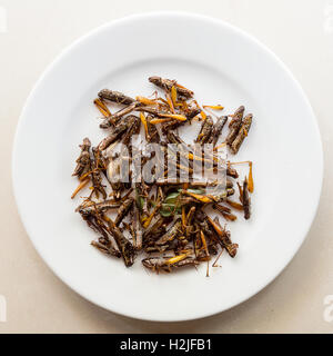 Asiatische Snacks, gebratene Heuschrecken auf einem weißen Teller serviert Stockfoto