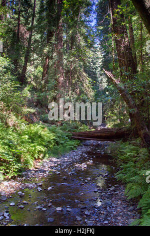 Little Creek in den Muir Woods National Monument in der Nähe von San Francisco, Kalifornien, USA. Stockfoto