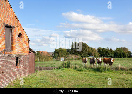 Scheune und Kühe in Flandern Wiese zwischen Gent und Brügge in Belgien an bewölkten Sommertag Stockfoto