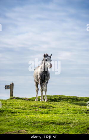 Graue wildes Pony Fohlen (Equus Caballus) Warnung auf die Sky-Line mit einem Maultierweg Finger Post im Hintergrund. Gower Halbinsel, Sout Stockfoto