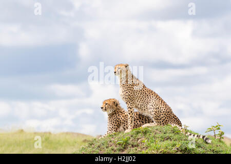 Gepard (Acinonix Jubatus) sitzt auf einem Hügel mit Blick über die Savanne, Masai Mara National Reserve, Kenia Stockfoto