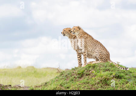 Gepard (Acinonix Jubatus) sitzt auf einem Hügel mit Blick über die Savanne, Masai Mara National Reserve, Kenia Stockfoto