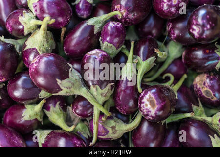 Baby Auberginen auf dem Markt Stockfoto