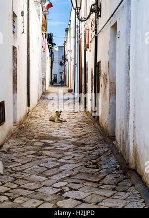 Einsamer streunender Hund, der in einer engen Gasse liegt. Salento, Apulien, Italien Stockfoto