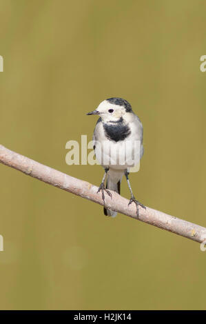 Vertikale Porträt weiße Bachstelze, Motacilla Alba, thront Erwachsenen auf einem Ast. Stockfoto