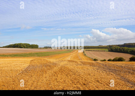 Muster und Texturen der Wolken über abgeernteten Feldern in der Agrarlandschaft die Yorkshire Wolds im Herbst oder im Herbst. Stockfoto