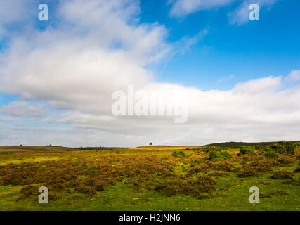 Einsamer Baum auf der Braue des Hügels unter einem weiten Himmel, New Forest, Hampshire, UK. Stockfoto