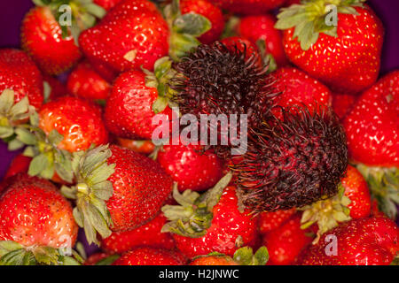 Rambutan unter den Erdbeeren. Stockfoto
