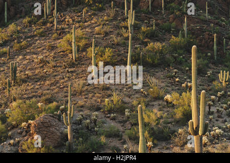 Saguaro Kakteen im Saguaro-Nationalpark befindet sich in der Nähe von Tucson, Arizona. Stockfoto