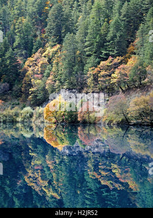 Die Herbstfarben der Pinien spiegeln in das smaragdgrüne Wasser des Rhinoceros Lake, Jiuzhaigou Nationalpark, China. Stockfoto