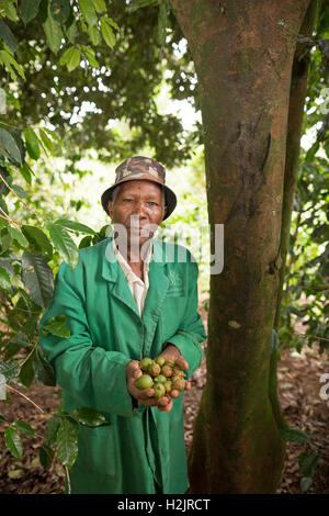 Ein Fair-Trade-Nuss-Züchter Futter für Macadamianüsse in Kirinyaga County, Kenia. Stockfoto