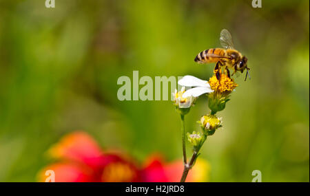 Eine Honigbiene sammelt Nektar aus einer Blume Spanisch Nadel. Stockfoto