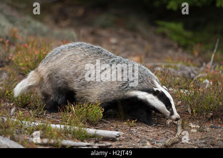 Europäischer Dachs / Europ. Dachs (Meles Meles), erwachsenes Tier, ein Spaziergang durch einen offenen Wald, Jagd, Ganzkörper-Seitenansicht. Stockfoto